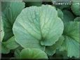 radish leaves