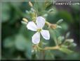 white radish flower blossom