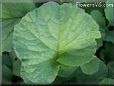 radish leaves