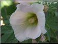hollyhock flower