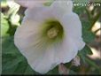 hollyhock flower