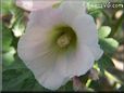 hollyhock flower