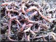 red wigglers worms