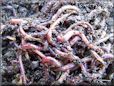 red wigglers worms