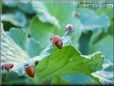 ladybug