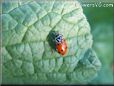 ladybug