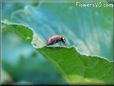ladybug