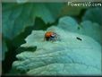 ladybug