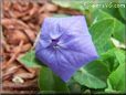 balloon flower