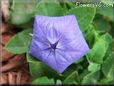 balloon flower