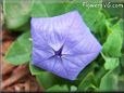 balloon flower