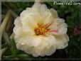 yellow moss rose flower