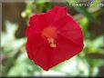 cardinal climber flower