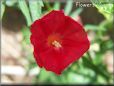 cardinal climber flower