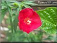 cardinal climber flower