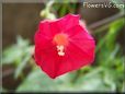 cardinal climber flower