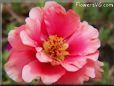 portulaca flower