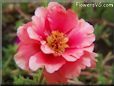 portulaca flower