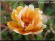 orange moss rose flower