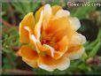 orange moss rose flower