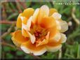 orange moss rose flower