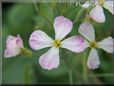 radish  flower