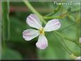 radish  flower