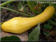 yellow squash