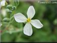 radish blossom