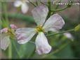 radish  flower