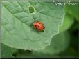 ladybug