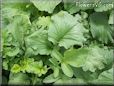 radish leaves