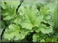 radish leaves