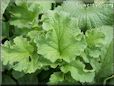 radish leaves