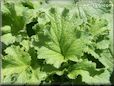 radish leaves