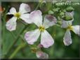 radish  flower