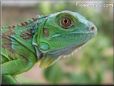 iguana lizard pictures