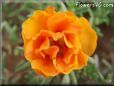 orange moss rose flower