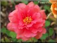 red moss rose flower