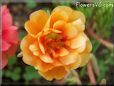 orange moss rose flower