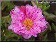 pink purple moss rose flower