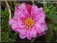 pink purple moss rose flower