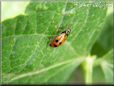 ladybug