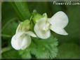 bean blossom flower