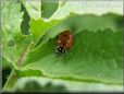 ladybug