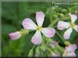 pink radish blossom