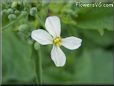white radish flower blossom