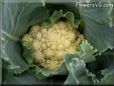 cauliflower