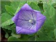 balloon flower