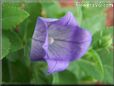 balloon flower